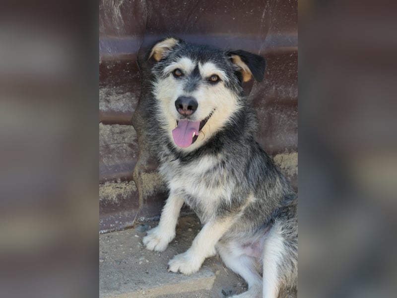 JOKER - verschmuster Herzenshund sucht sein Happy End