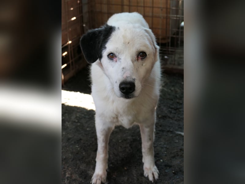 Golden Ager Carla sucht geduldiges Zuhause