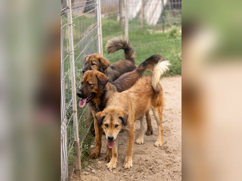 PETER - sanfter, verschmuster Rüde mit Charme