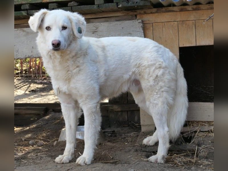 NEVE - hübscher, zurückhaltender Rüde sucht sein Happy End