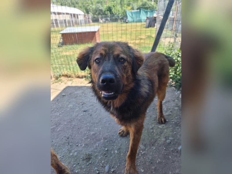 PETER - sanfter, verschmuster Rüde mit Charme