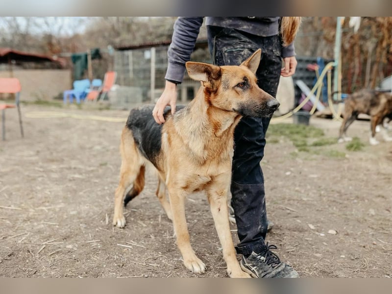 PIPPI - verschmuste, liebe Traumhündin sucht ihre Menschen