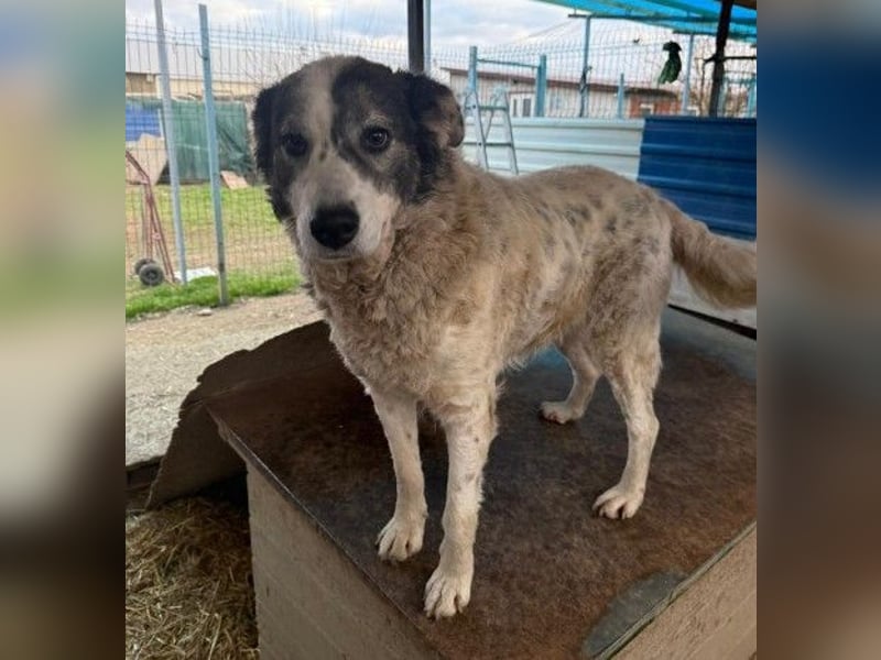 verschmuste, sanfte und liebe Diana