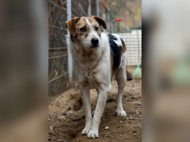 Leo lieber ruhiger Rüde sucht sein Für-immer-Zuhause