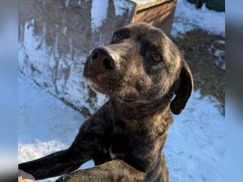 verschmuster PRINZI sucht seine Herzensmenschen