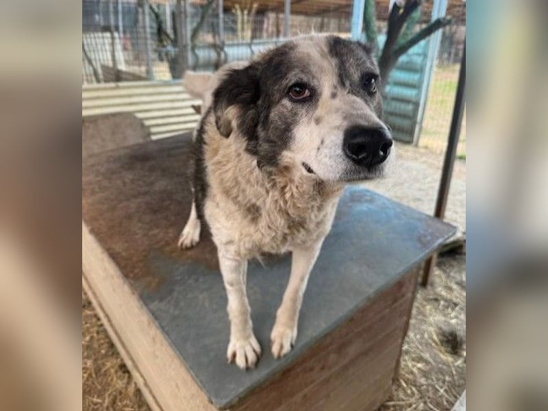 verschmuste, sanfte und liebe Diana