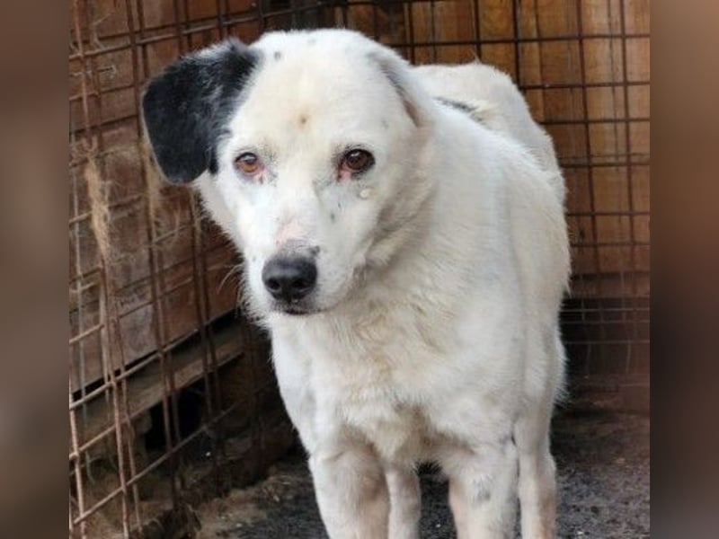 Golden Ager Carla sucht geduldiges Zuhause