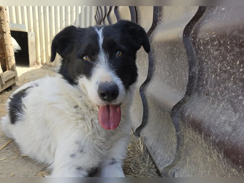 Lieber Eric sucht sein Zuhause