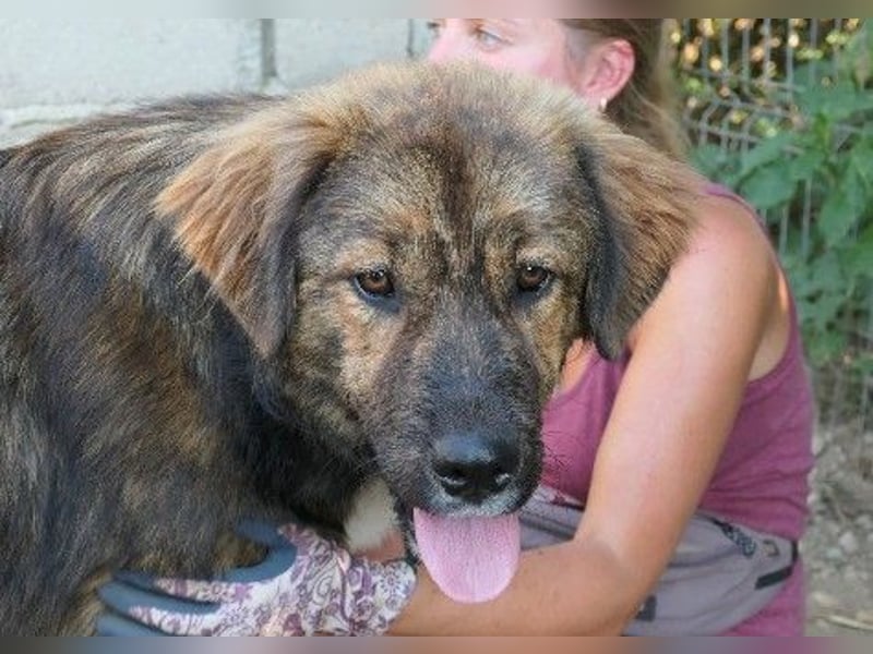 lieber, menschenbezogener Puiu