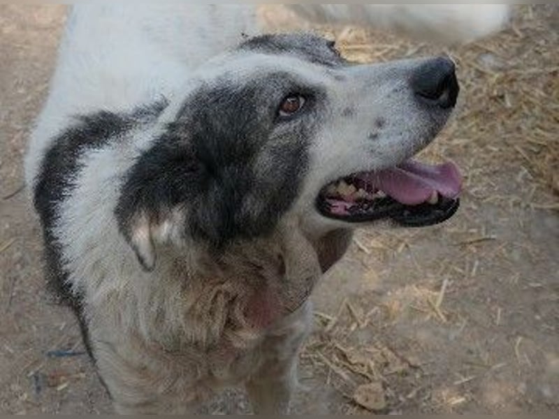 sanfte, freundliche Traumhündin Diana sucht liebevolles Zuhause