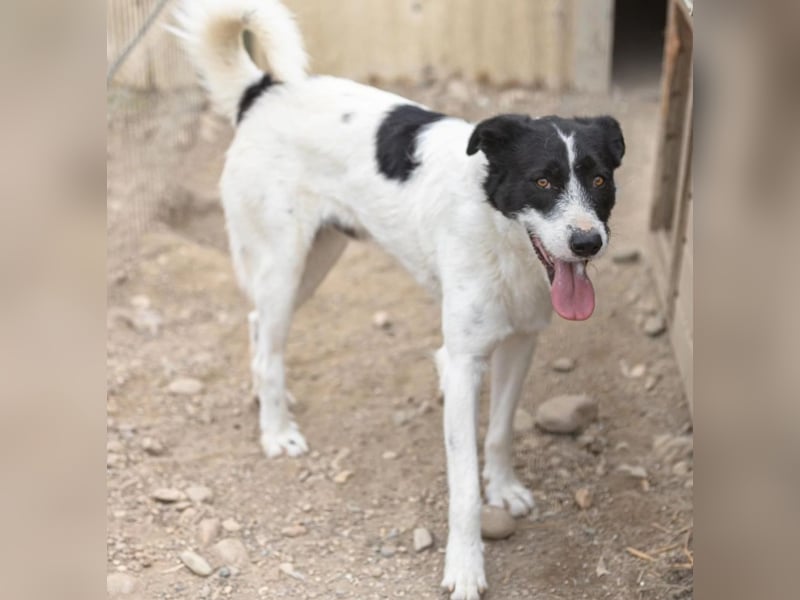 Liebenswerter Eric sucht einfühlsames Zuhause