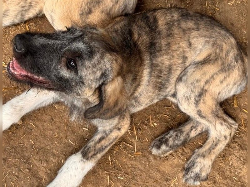 verspielte Heidi sucht ihre Menschen