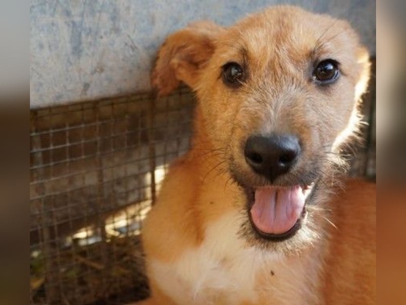 Fynn - ruhig & aufgeschlossen