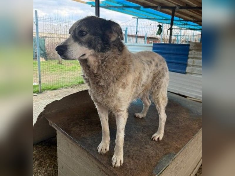 verschmuste, sanfte und liebe Diana