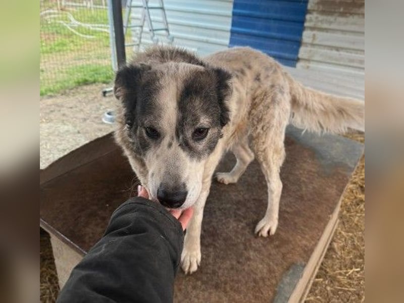 verschmuste, sanfte und liebe Diana