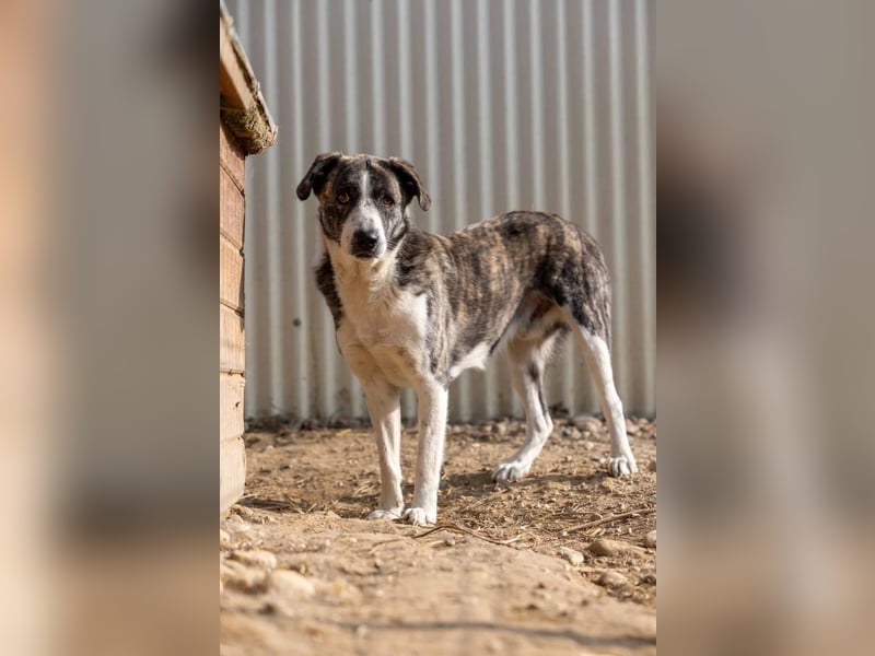 Jimmi, schüchterner aber ganz freundlicher Rüde wartet auf seine Menschen