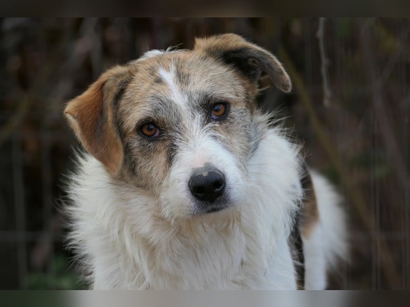 Leo lieber ruhiger Rüde sucht sein Für-immer-Zuhause