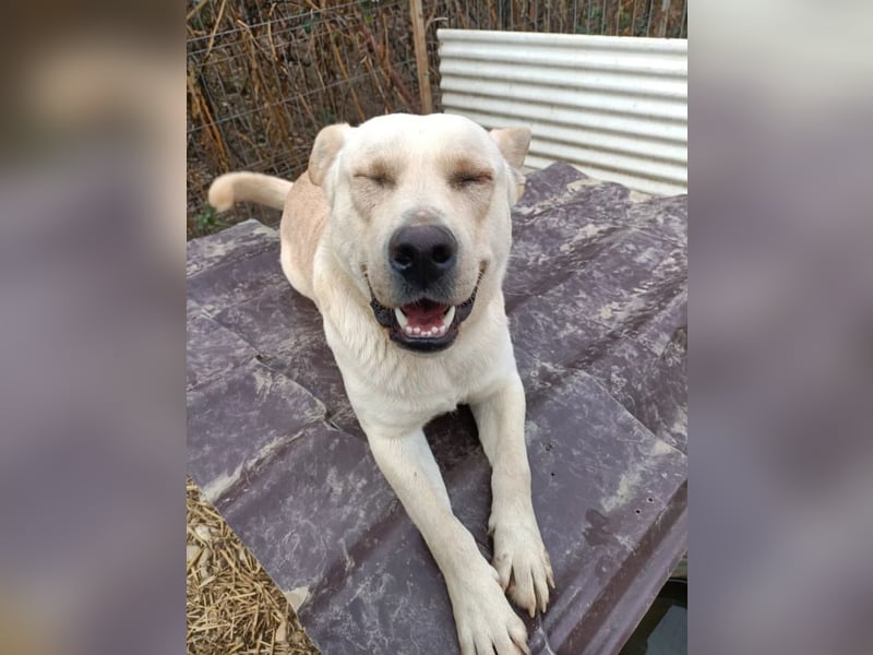 CUBULET wünscht sich so sehr ein Zuhause