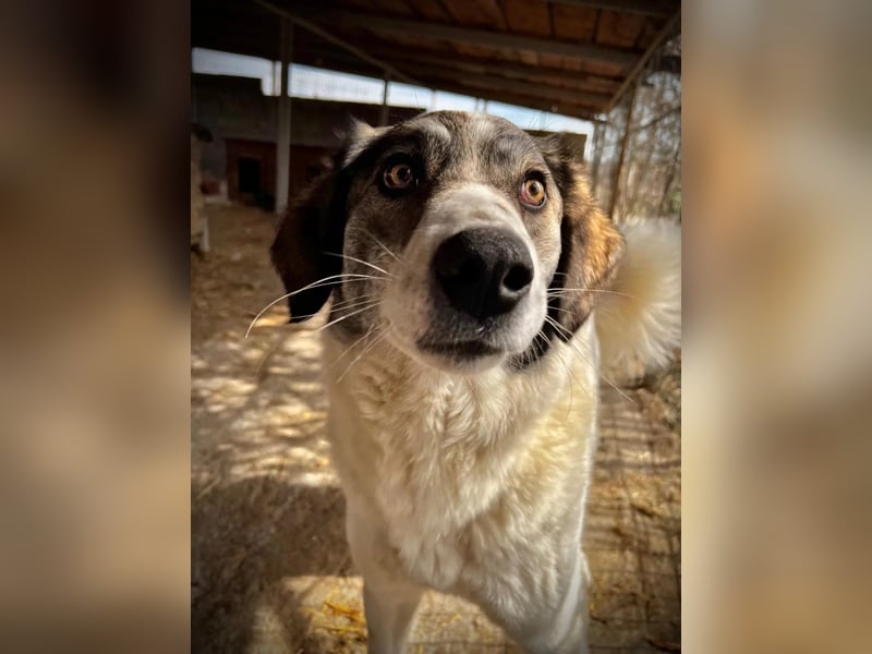 MELODY - liebe, wunderschöne Hündin sucht ihr Happy End