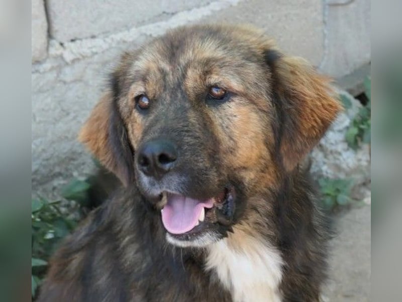 lieber, menschenbezogener Puiu