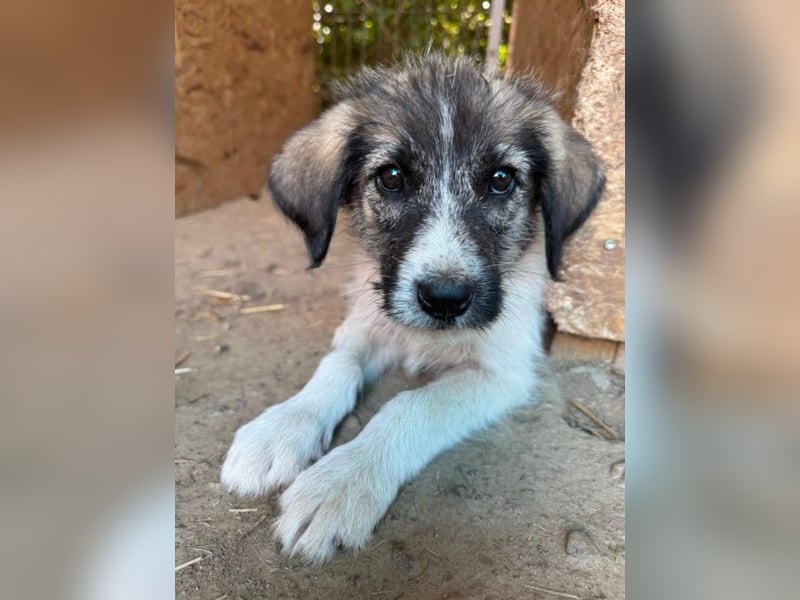 Welpenmädchen CASSIE