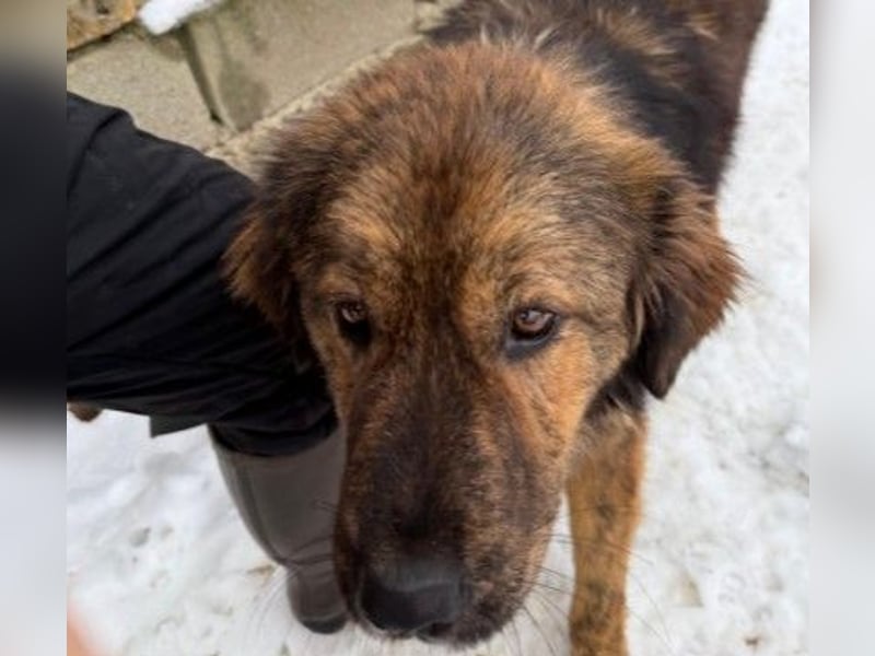 lieber, menschenbezogener Puiu