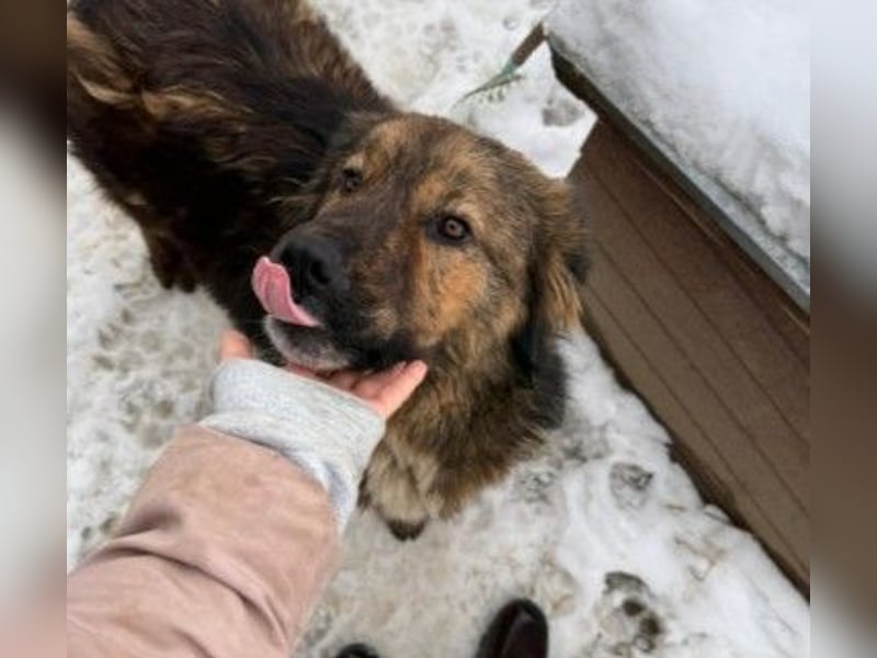 hübscher Puiu sucht sein Zuhause