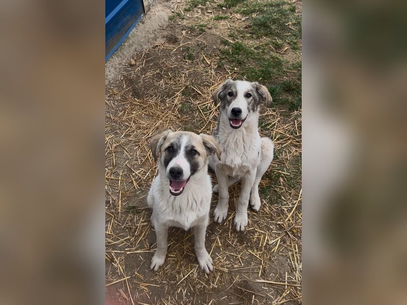 Hagrid-unsicherer Riese mit ganz viel Herz