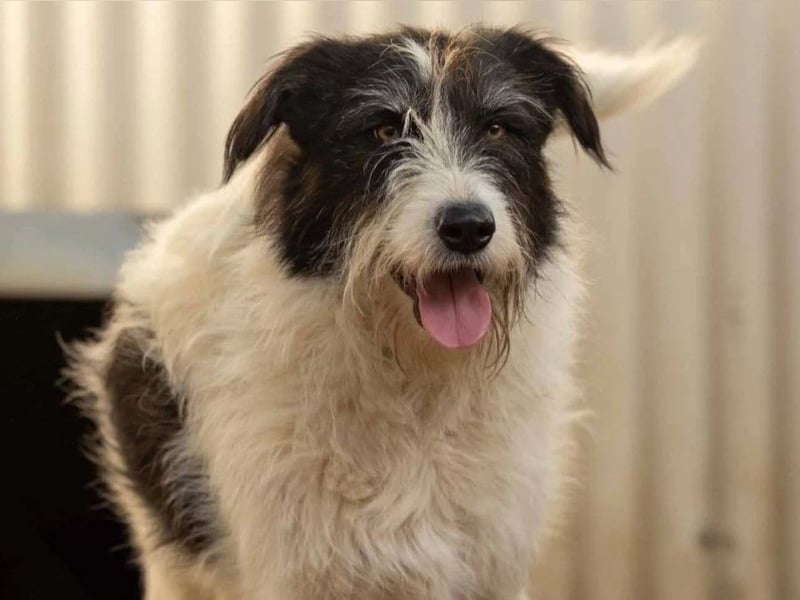 Leslie-liebevolle Hündin sucht Menschen mit <3