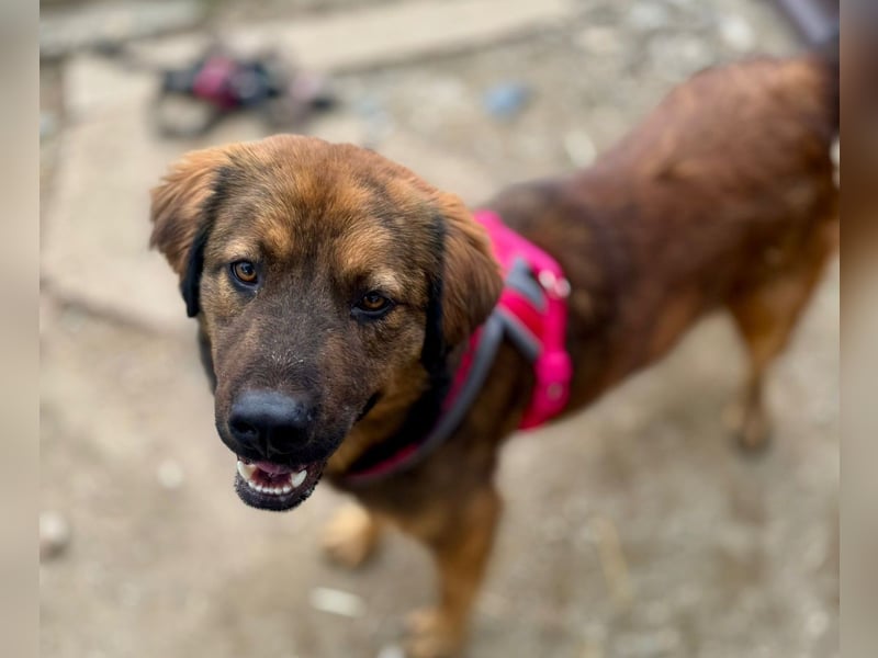 PETER - sanfter, verschmuster Rüde mit Charme