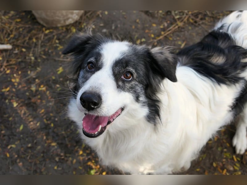 BELLA - wundervolle Hündin sucht ihre Herzensmenschen