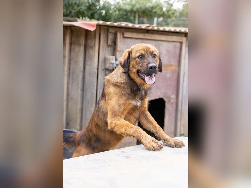 PETER - sanfter, verschmuster Rüde mit Charme