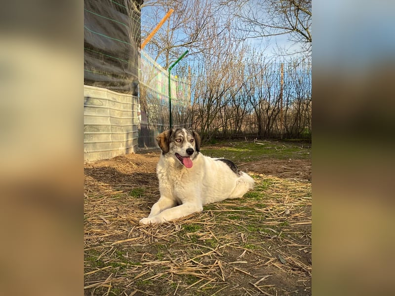 MELODY - liebe, wunderschöne Hündin sucht ihre Familie