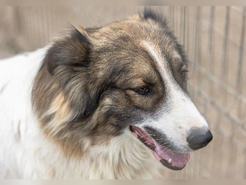 freundlicher Rüde Mogli