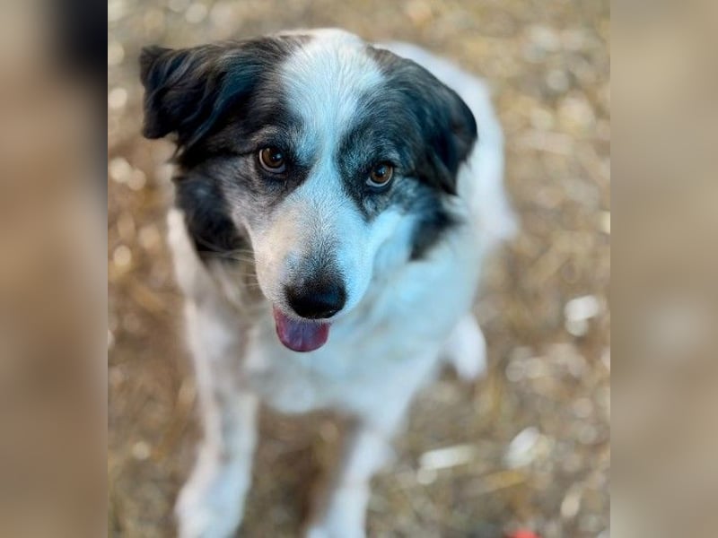 verschmuste BELLA ist lernbegierig