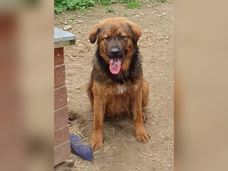 PETER - sanfter, verschmuster Rüde mit Charme