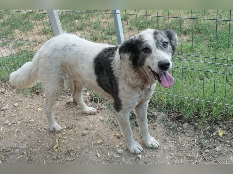 DIANA - verschmuste, anhängliche Traumhündin sucht ihre Familie