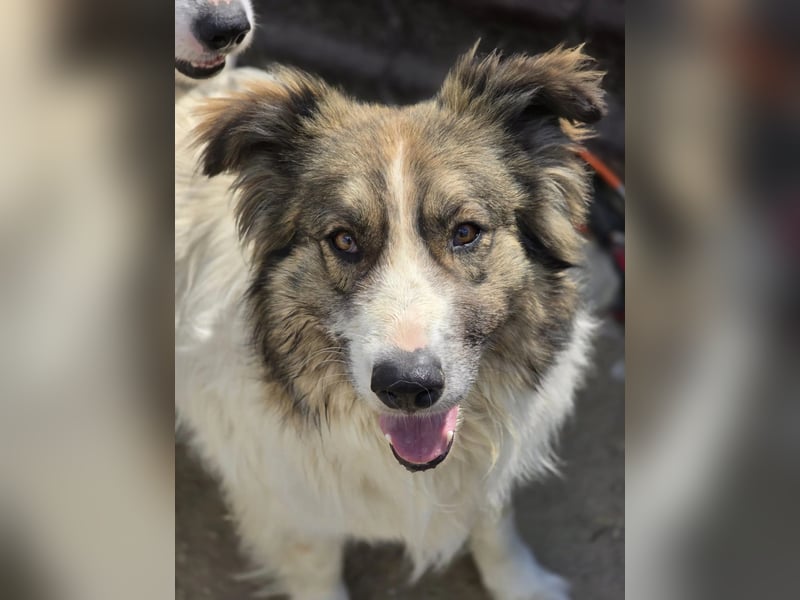 toller Mogli  wartet auf  seine Herzensmenschen