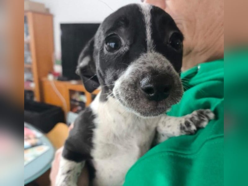 Welpenmädchen Riva sucht liebevolles Zuhause