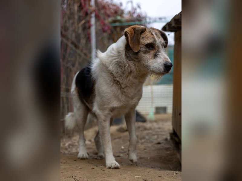 Leo lieber ruhiger Rüde sucht sein Für-immer-Zuhause
