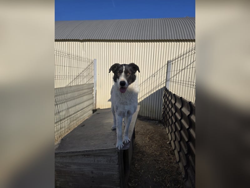 Eric - sensibler Kuschelpartner sucht einfühlsames Zuhause