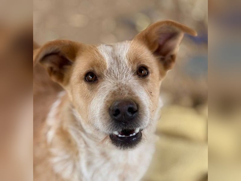 ARYA - aufgeschlossene, liebe Hündin sucht ihre Menschen