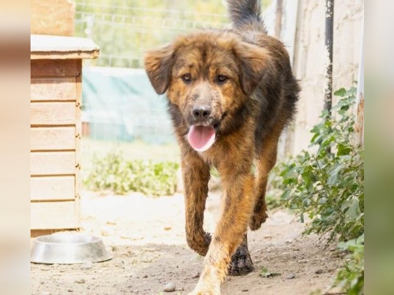 lieber, menschenbezogener Puiu