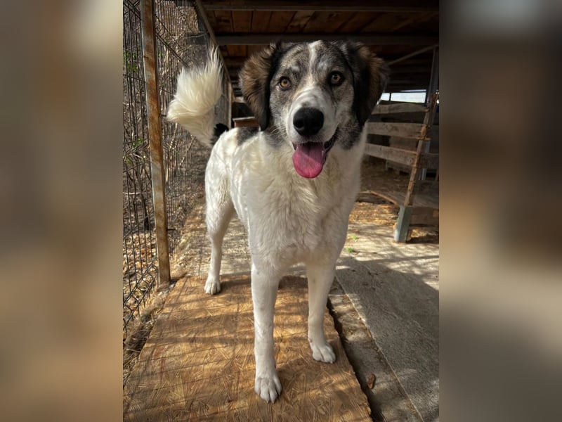MELODY - liebe, wunderschöne Hündin sucht ihr Happy End