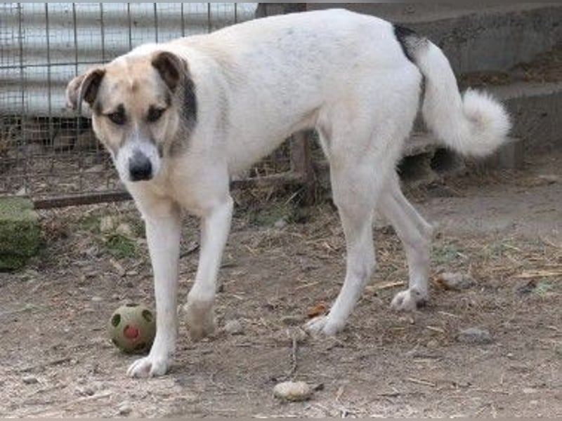 wunderschöne, liebe Aliisa