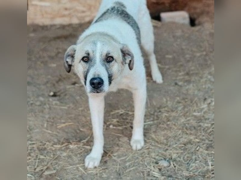 Hagrid-unsicherer Riese mit ganz viel Herz