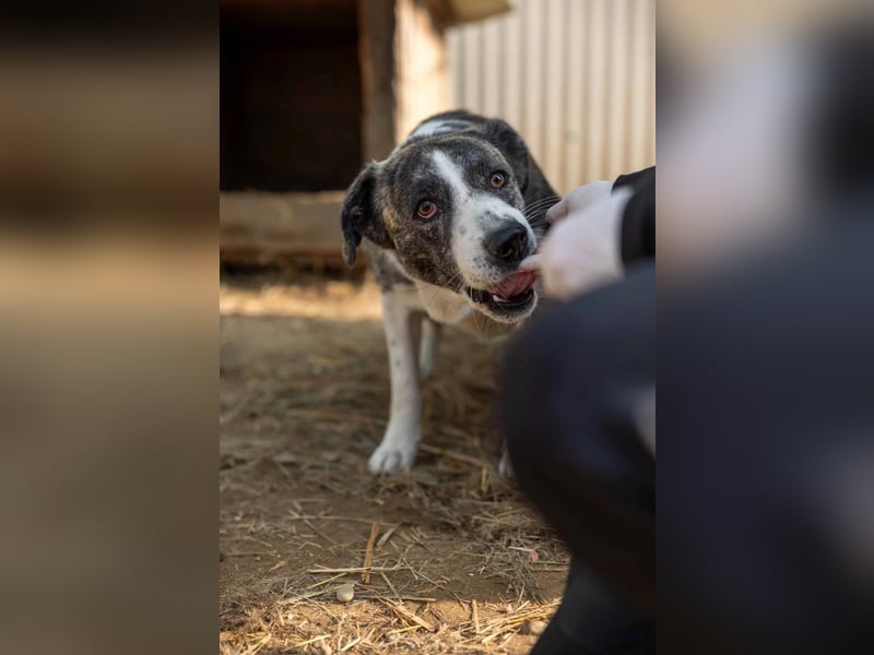 Jimmi, schüchterner aber ganz freundlicher Rüde wartet auf seine Menschen