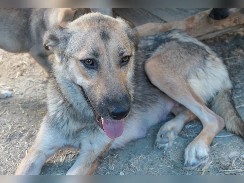 INAYA - liebevolle Hundemama sucht ein liebevolles Zuhause