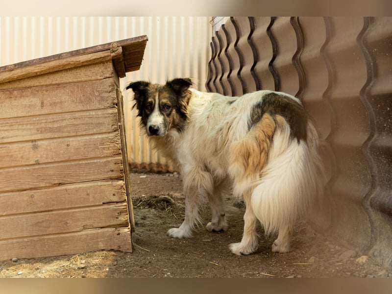 toller Mogli  wartet auf  seine Herzensmenschen