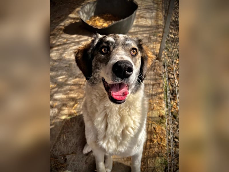 MELODY - liebe, wunderschöne Hündin sucht ihre Familie